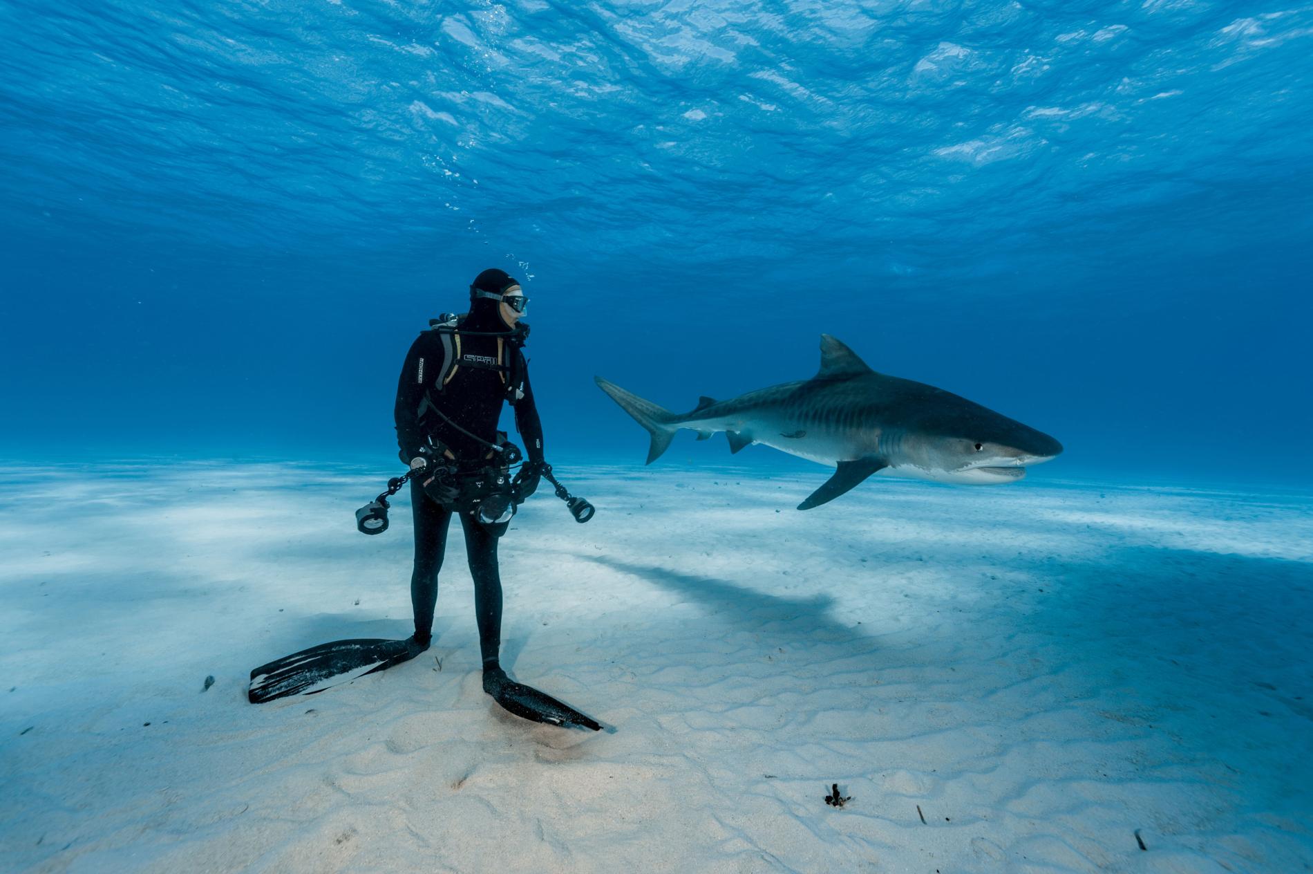Bucear entre tiburones en Las Bahamas.