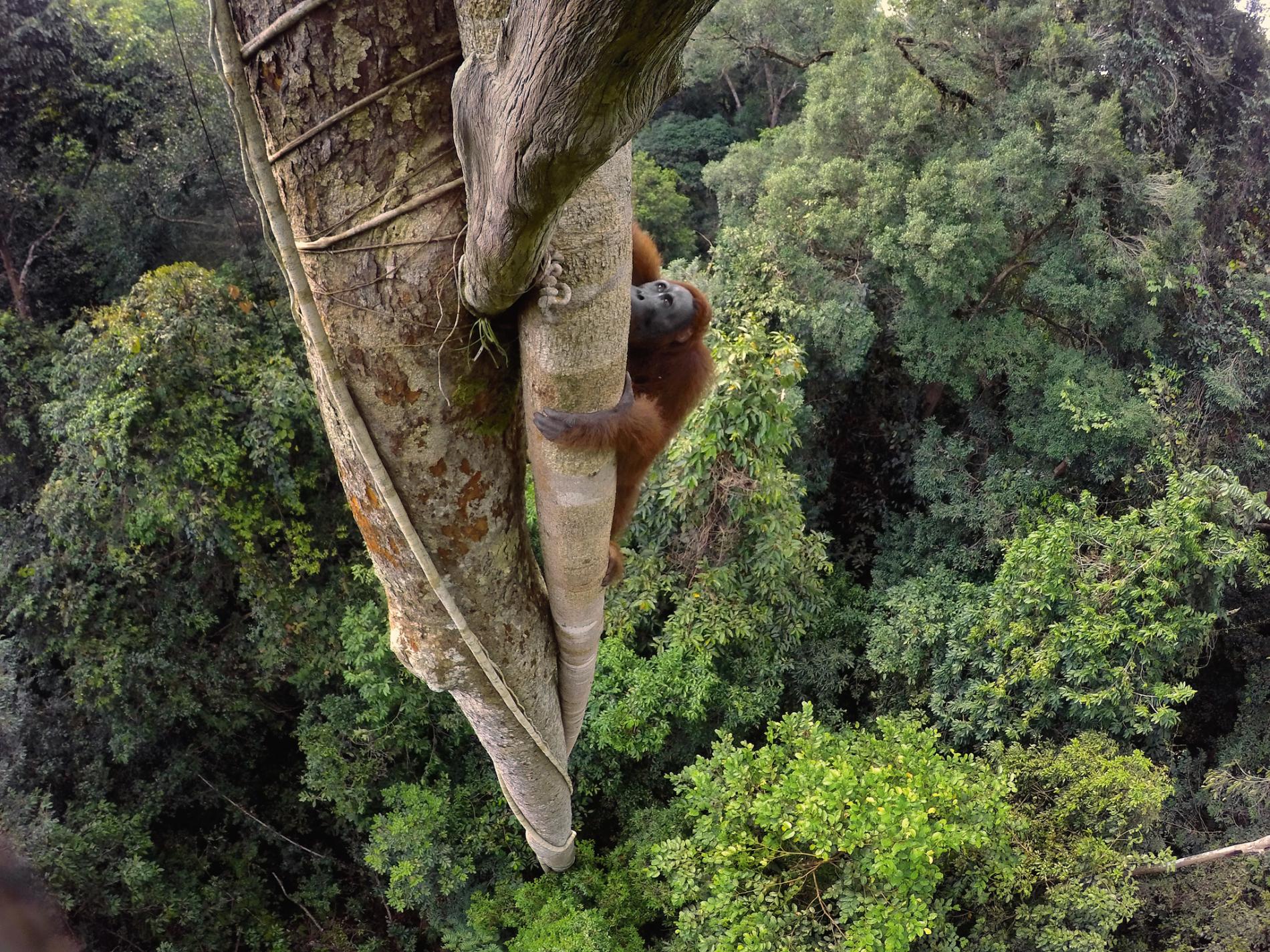 Así viven los orangutanes.