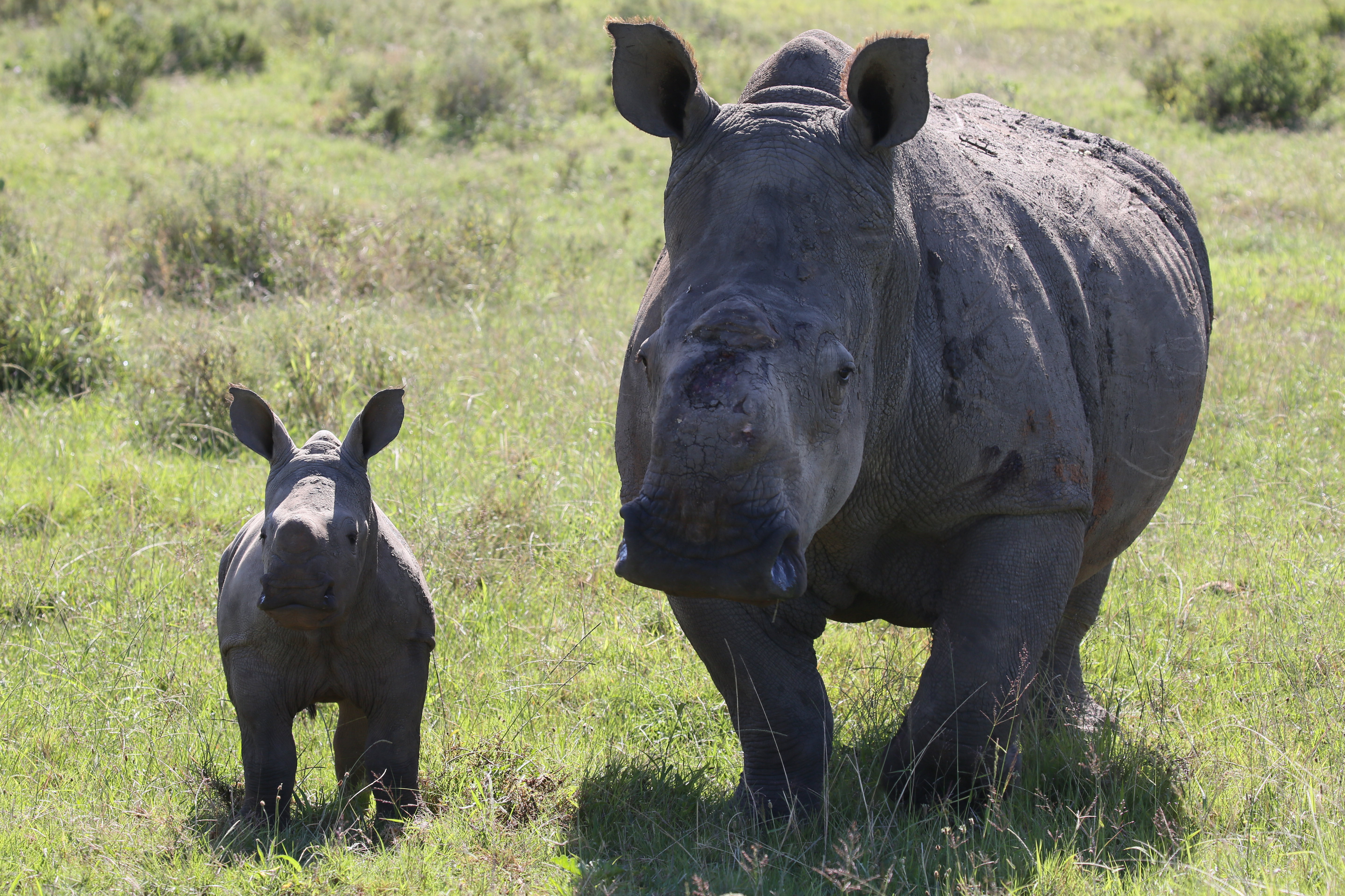 Thandi (derecha) y su hijo Thembi son dos de los rinocerontes blancos más queridos de la Reserva Kariega Game de Sudáfrica. (Photo credit: Oxford Scientific Films 2015/Rob Neil)