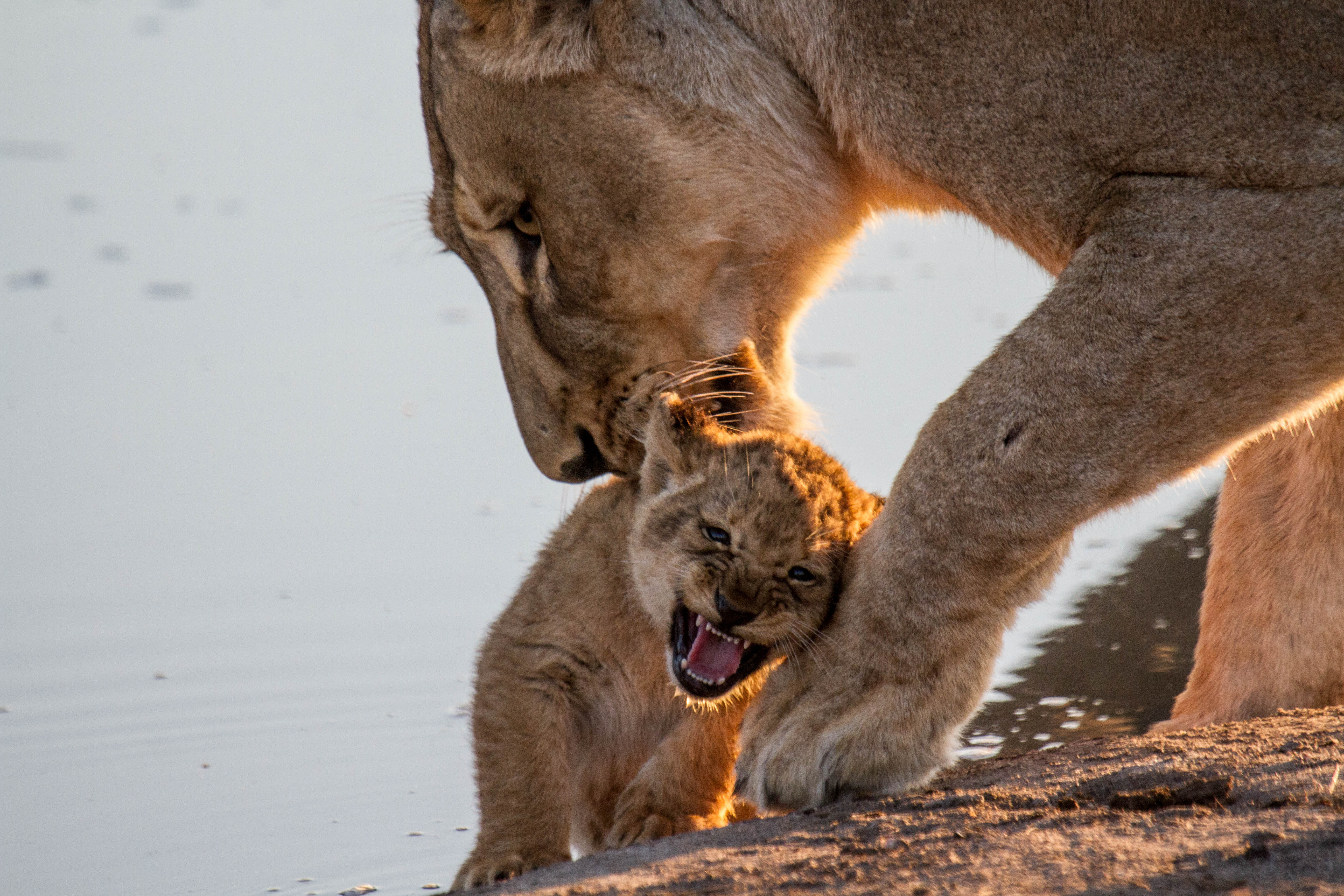 Esta leona de Sudáfrica hace lo que todas las madres harían en su lugar: mantener a su cachorro a salvo. (Photo credit: Brent Leo-Smith)