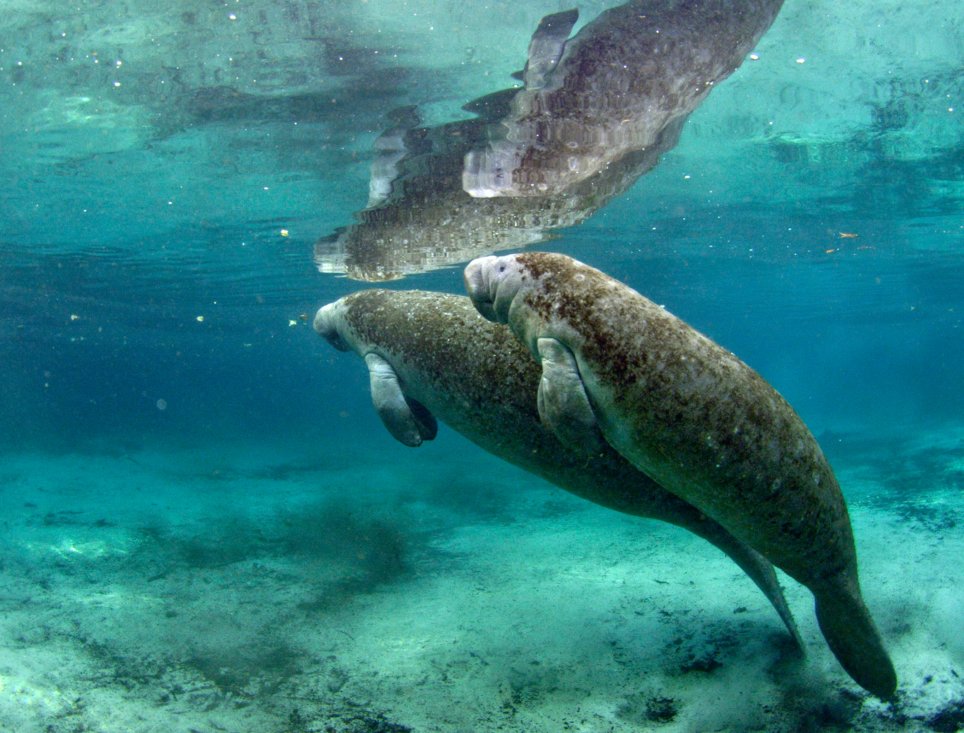 Quién pudiera estar en el lugar de estos manatíes o "vacas marinas" para nadar en aguas cristalinas... (Photo credit: National Geographic Channels / Mark Emery)