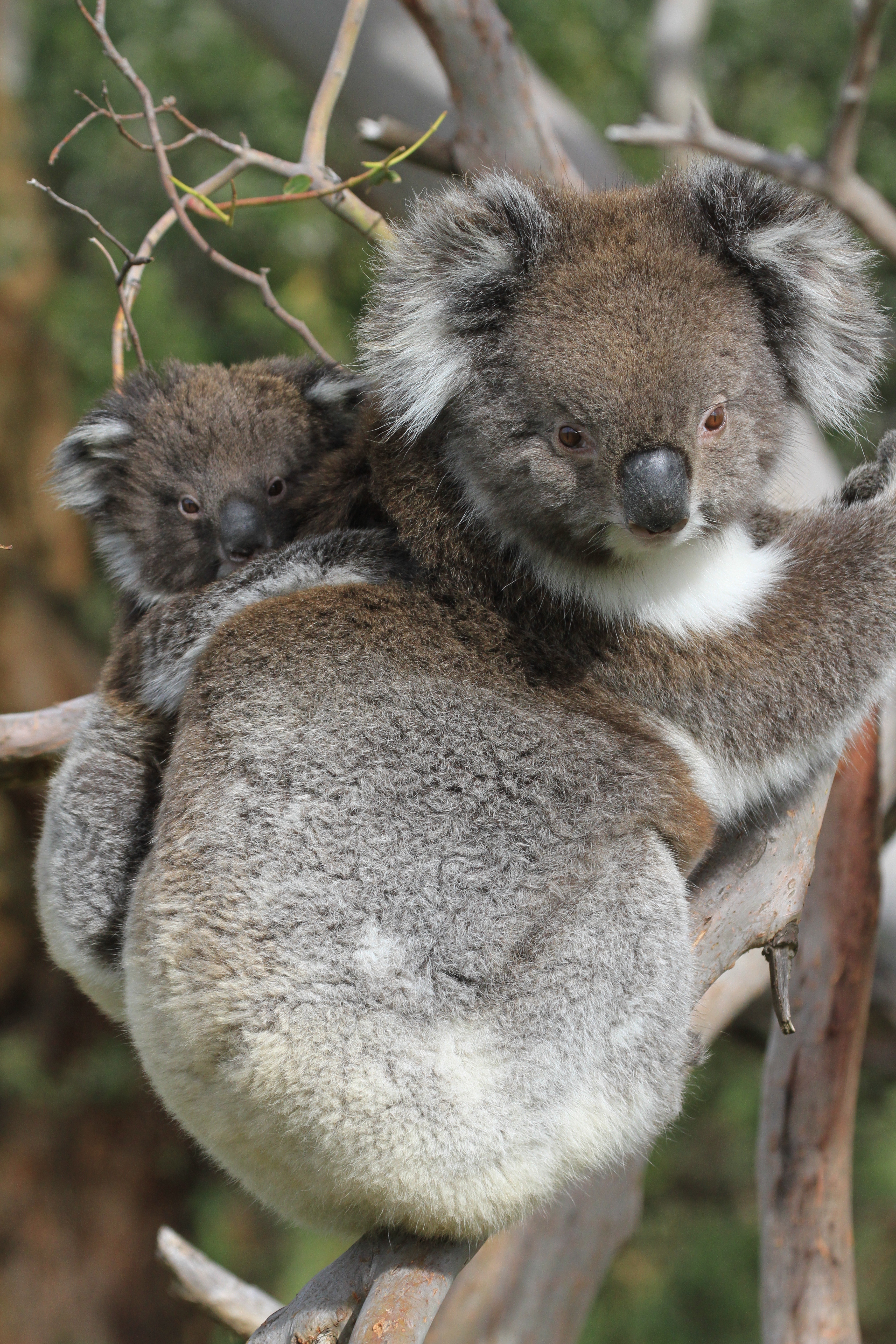 Muchas madres desearían convertirse en koalas para dormir 20 horas al día... (Photo credit: Doclights GmbH / Thoralf Grospitz &amp; Jens Westphalen)