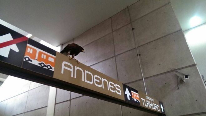 El ave permaneció en el interior de la estación durante una hora, según informó el Metro de la capital mexicana.