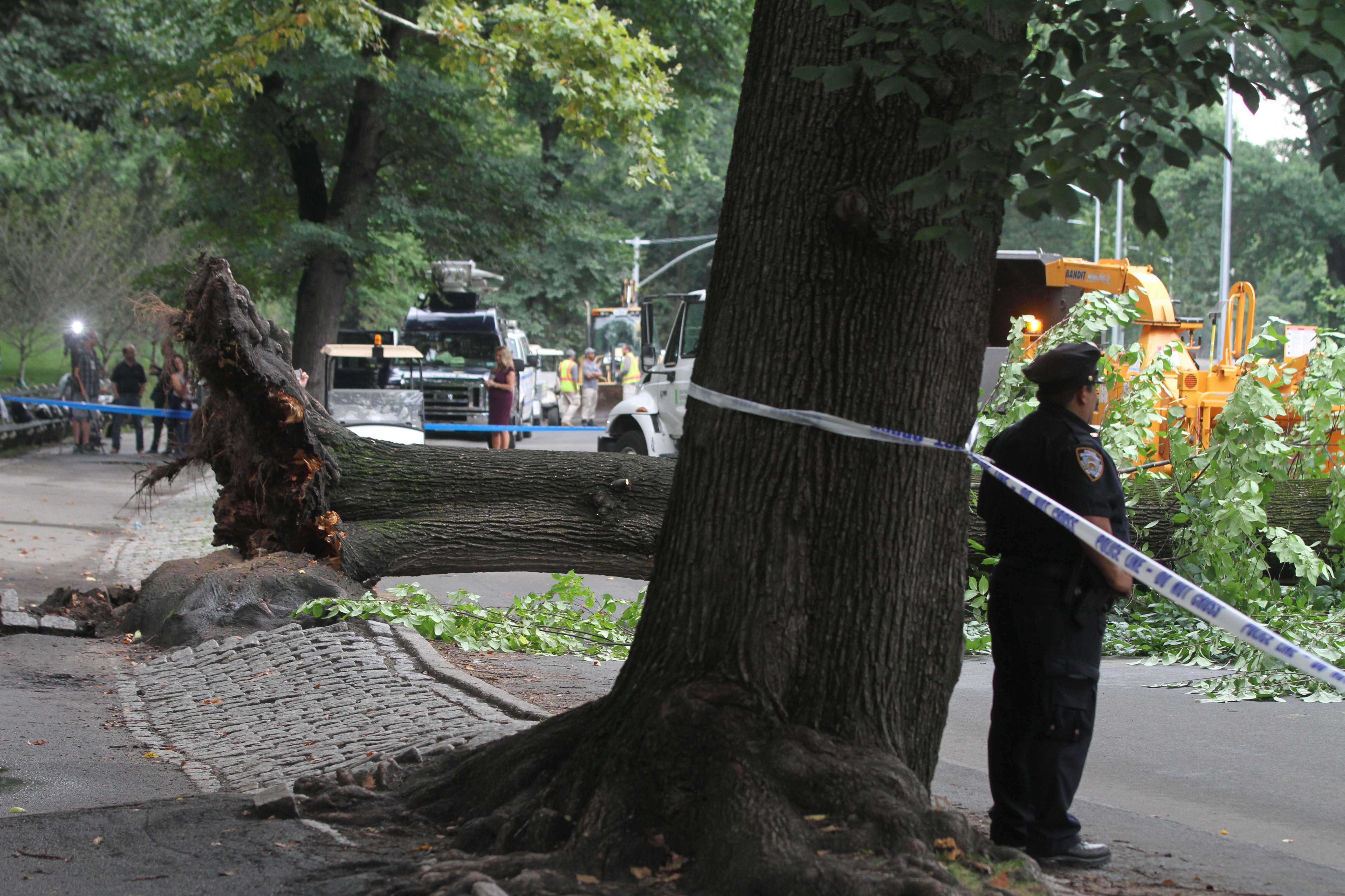 Arbol se desmorono en el Central Park, lastimando un persona adulta y sus hijos.