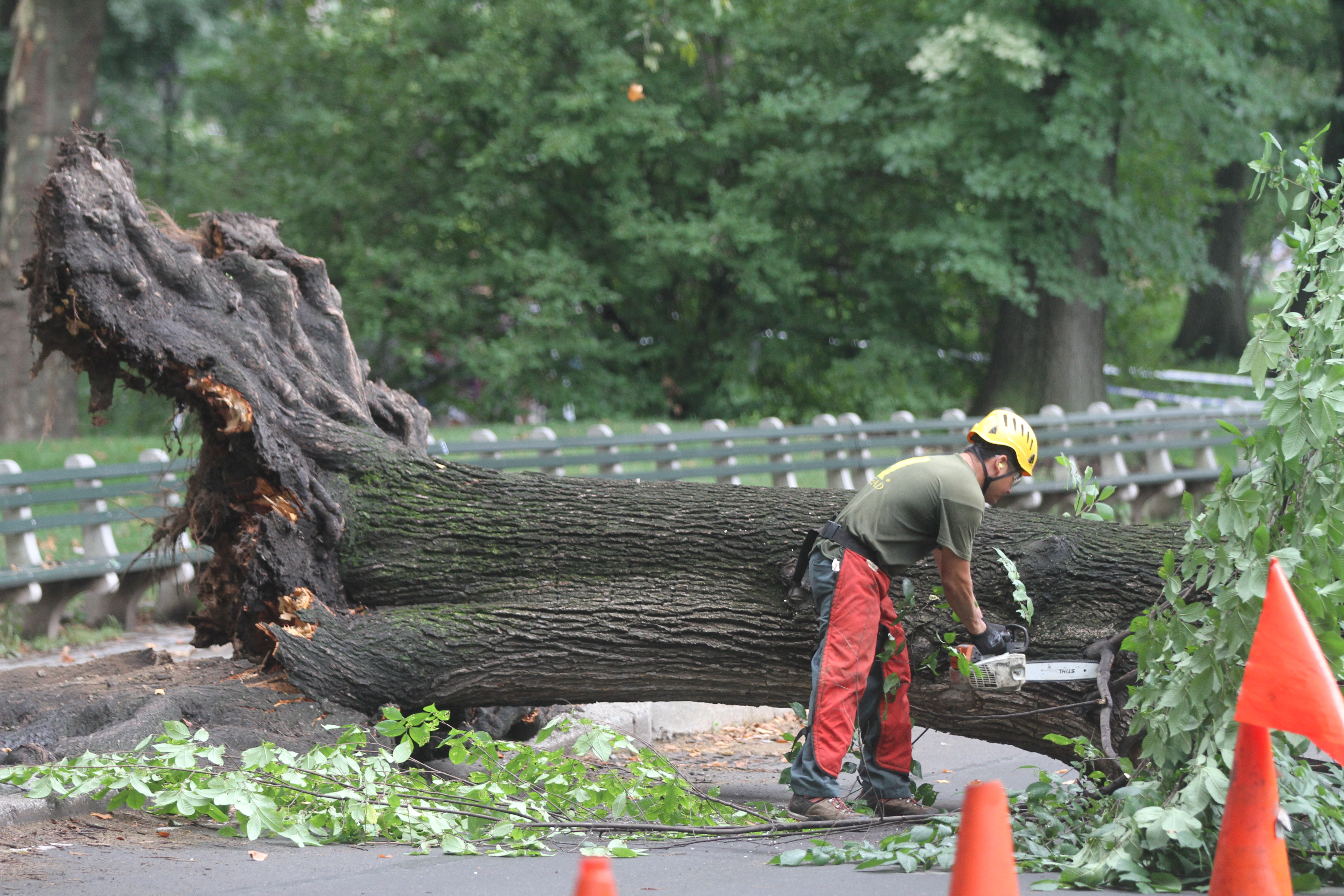 Arbol se desmorono en el Central Park, lastimando un persona adulta y sus hijos.