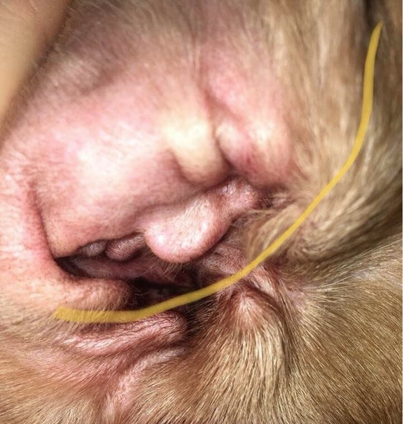Cara de Trump en la oreja de un perro