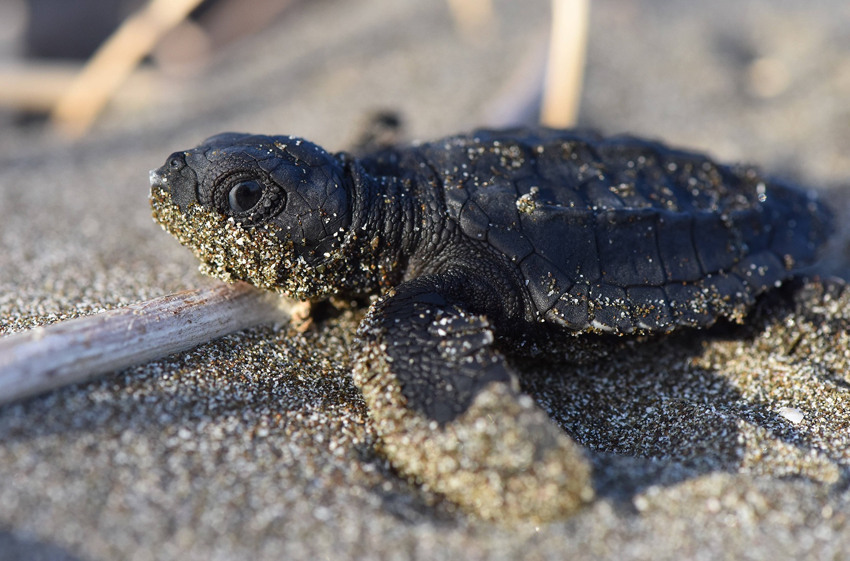 Una tortuga recién nacida trata de llegar al agua en Nancite, Costa Rica. / Foto: National Geographic/Kevin Flay.