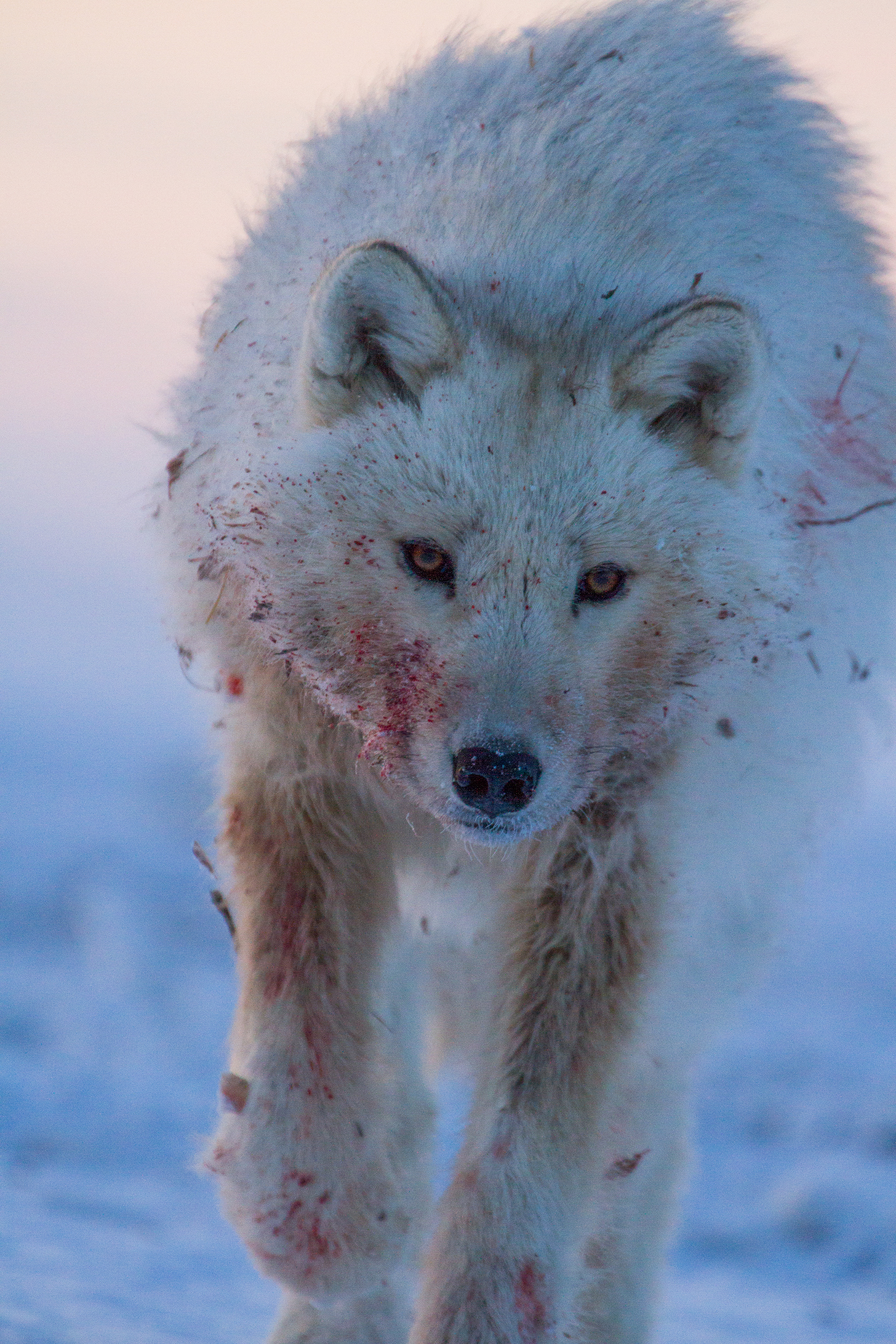 El equipo siguió a una manada de lobos en el Ártico canadiense y logró captar por primera vez cómo cazan bueyes almizcleros. / Foto: National Geographic/Anthony Pyper