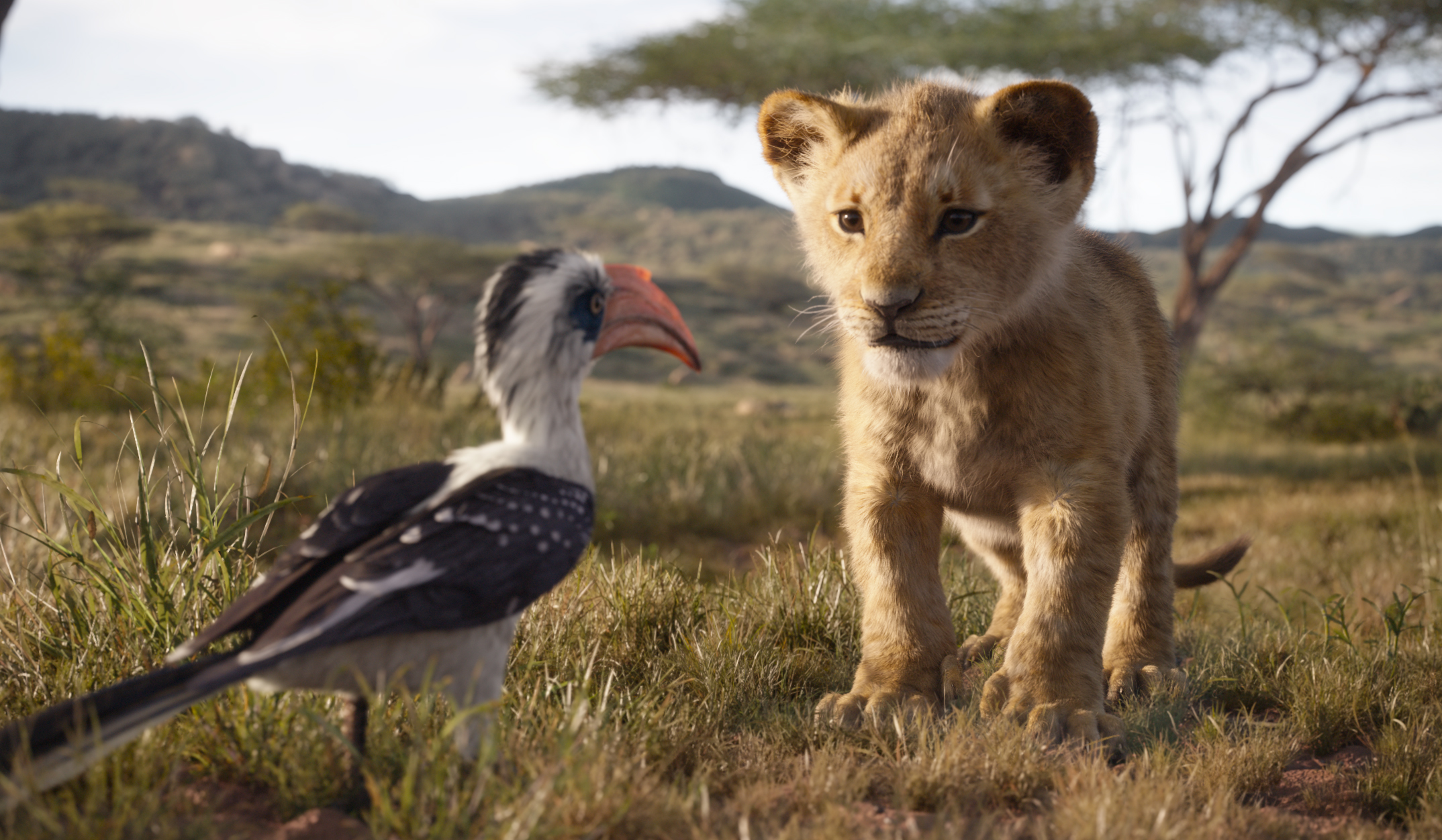 Zazu (voz de John Oliver) y Simba. / Foto: Disney