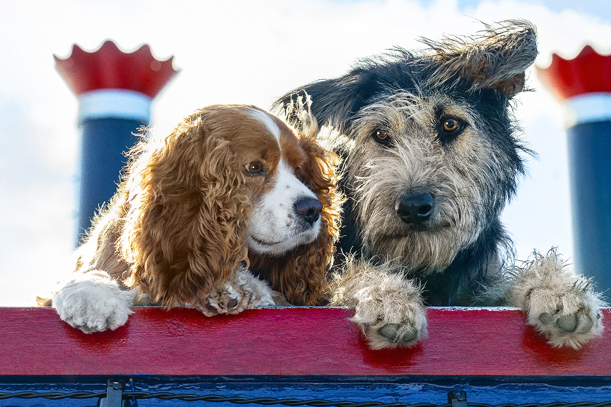 Lady y Tramp en el film.