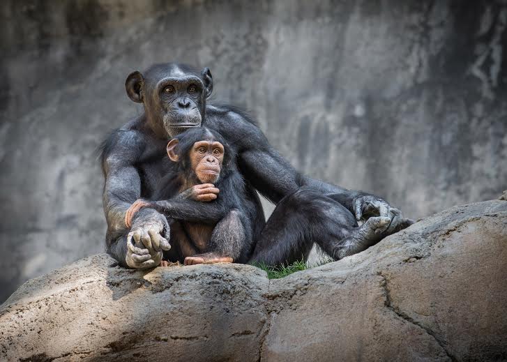 Los chimpancés son uno de los animales más populares del zoológico angelino.