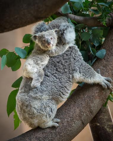 Los koalas sobre árboles de eucalipto.