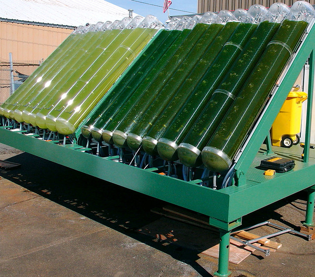 algas biodiesel