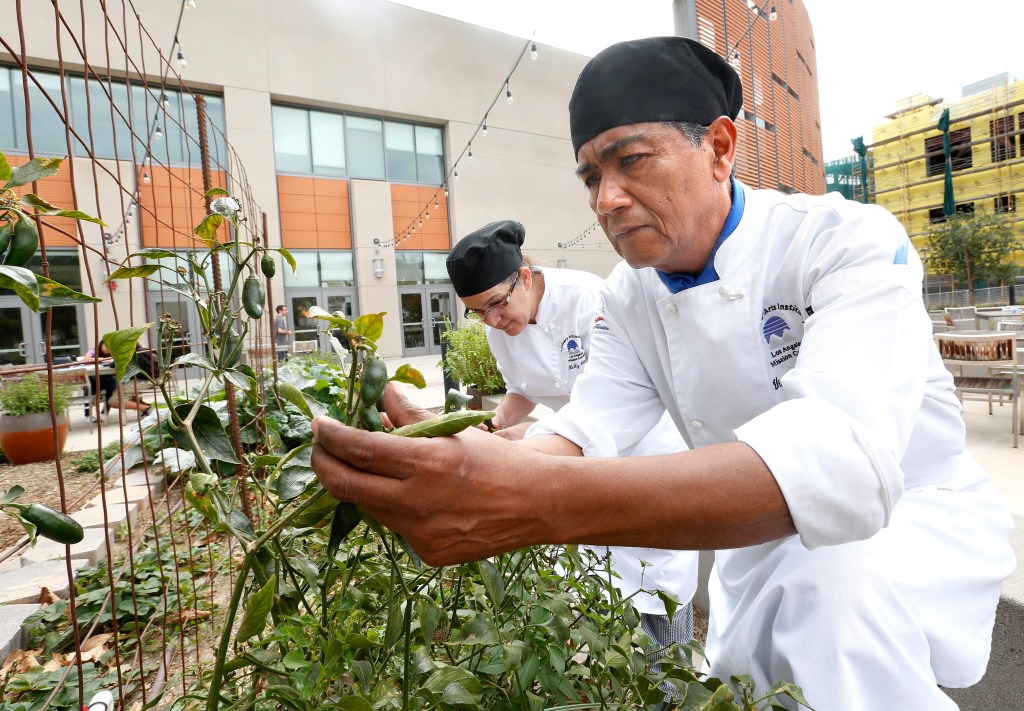 Nelly Chávez y Victor Ramos colectan hierban en el jardín que posee el instituto culinario de Los Angeles Mission. /AURELIA VENTURA