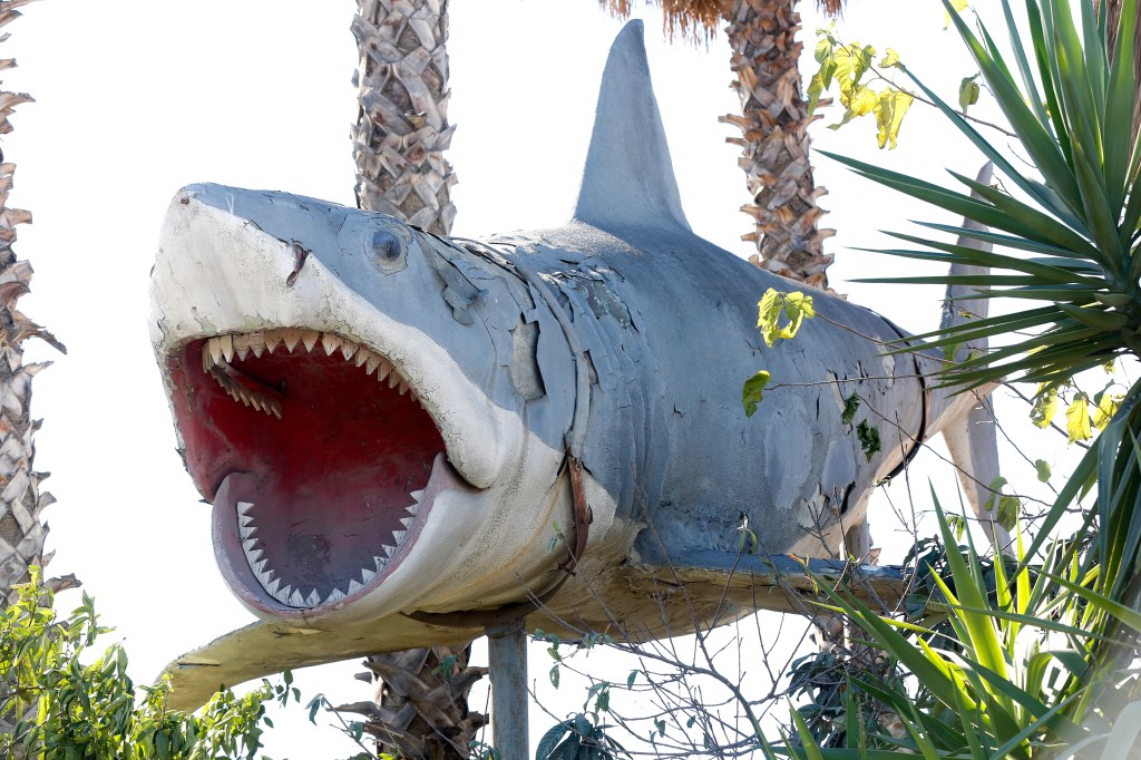 Unas de las piezas más extrañas en este deshuesadero de autos es la pieza original de la cinta Jaws. /AURELIA VENTURA