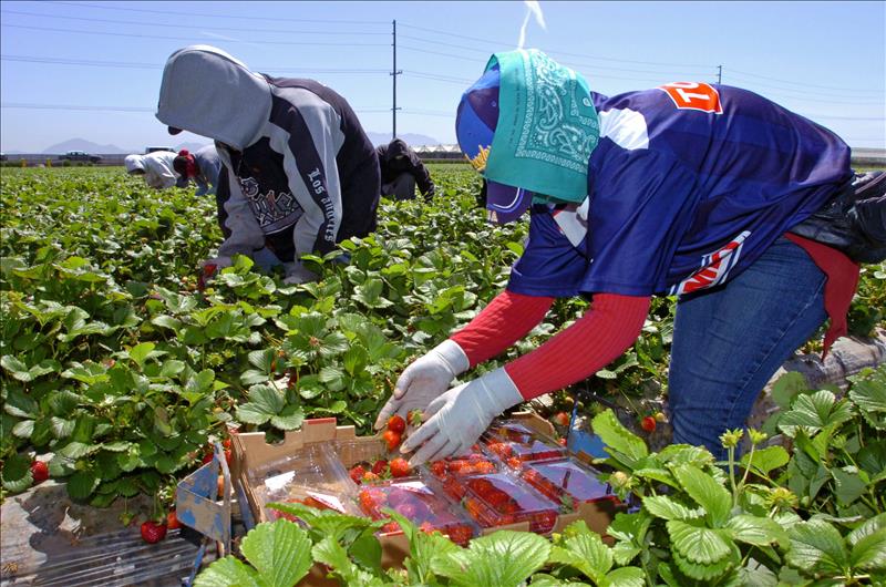 Recolectores de fresas de "Well-Pick Farms" en Oxnard, California, en plena faena en uno de los campos de esa empresa.