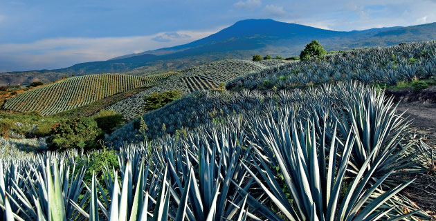 Una primera impresión que nos puede venir a la mente cuando hablamos de la localidad de Tequila en el estado de Jalisco, es que es un paraíso donde abundan las barricas de tequila.