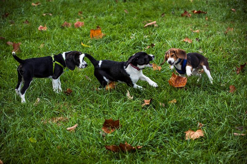 cachorros vitro