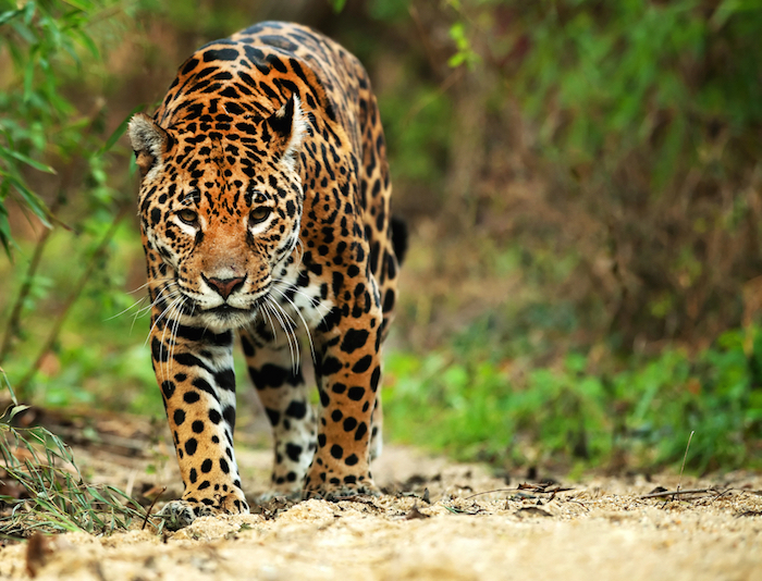 La existencia del jaguar es fundamental para mantener el equilibrio ambiental.