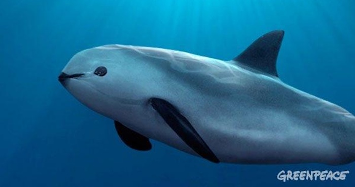 Quedan 100 ejemplares de vaquita marina.