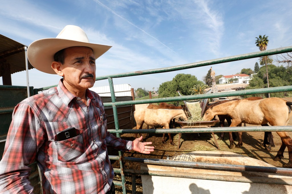 Jiménez tiene un lucrativo negocio que emprendió por su amor a los caballos. (Foto Aurelia Ventura/La Opinion)