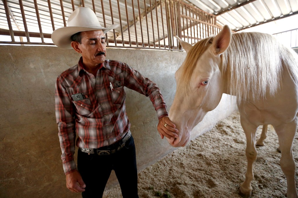  Jesús Jiménez, dueño de Rancho Jiménez muestra uno de sus valiosos ejemplares. (Foto Aurelia Ventura/La Opinion)