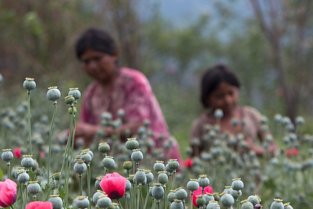 Mujeres trabajan en un campo de amapolas en el estado de Guerrero, México.