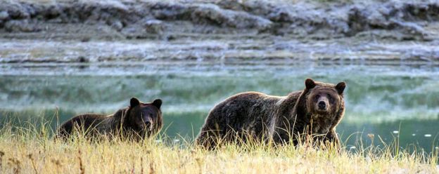 Yellowstone ha sido un parque nacional de Estados Unidos por 140 años y es hogar de los osos grizzly, entre otros mamíferos.