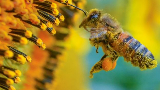 El calor atrae a los polinizadores, vitales para su proceso de reproducción. Foto: Getty Images