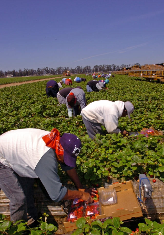 Trabajadores campesinos. (Archivo)