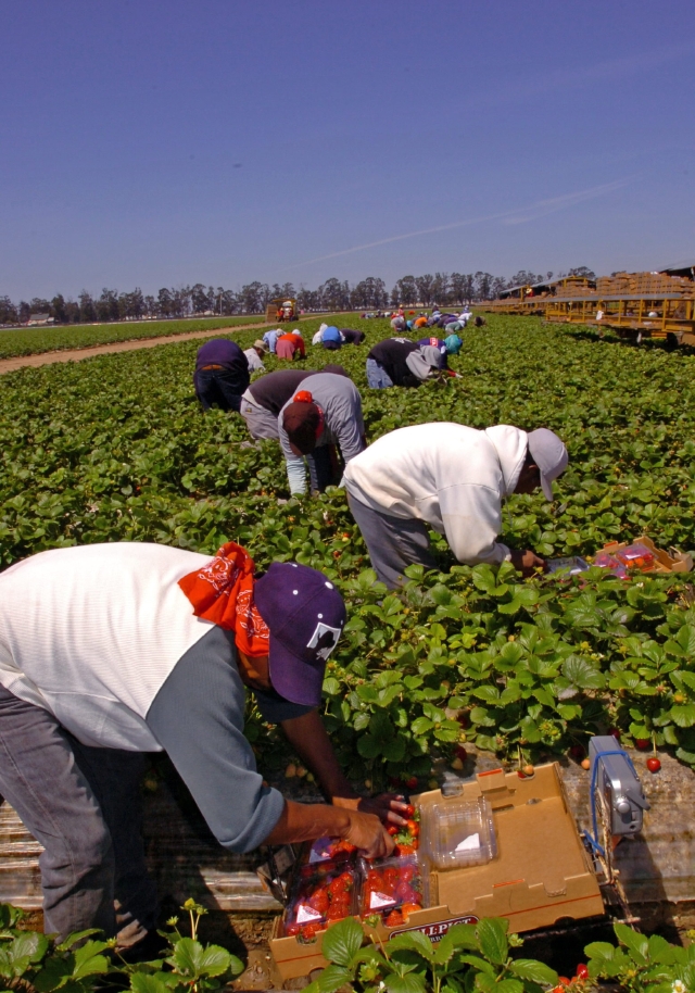 Trabajadores campesinos. (Archivo) 