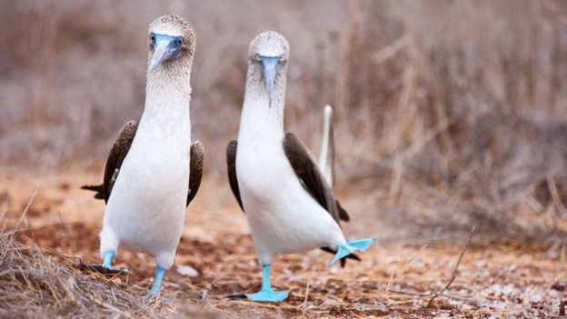Pájaros