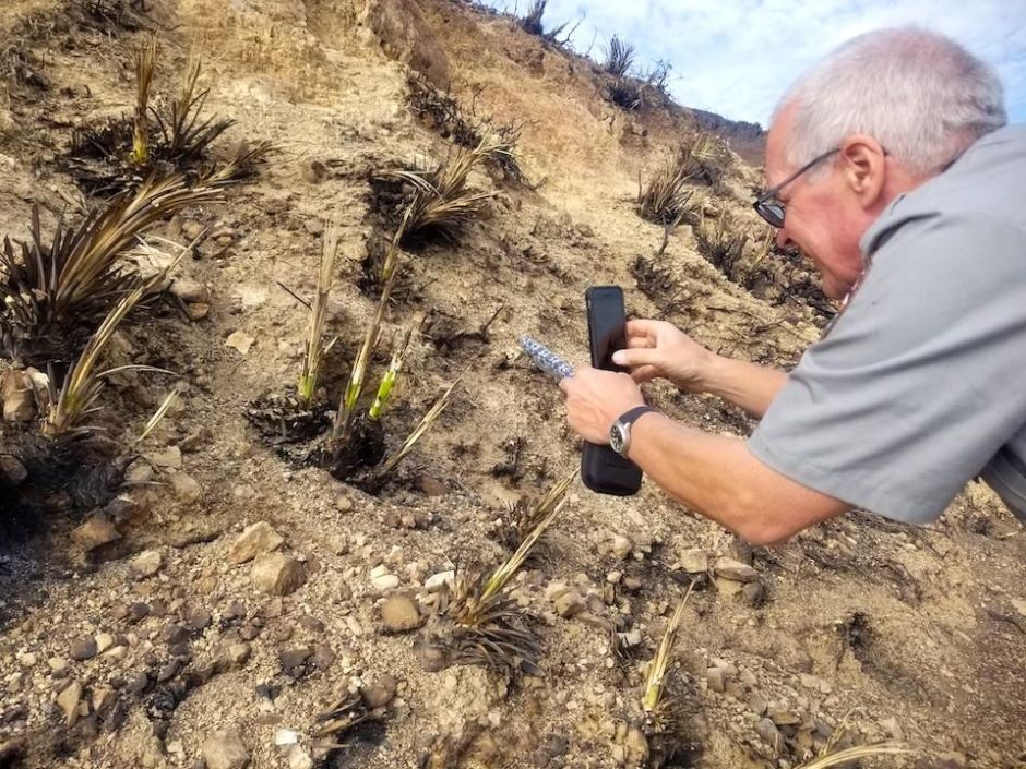 Al menos dos especies de plantas han sido avistadas en las montañas de Santa Mónica después de que el incendio Woolsey arrasó casi 100,000 acres. (NPS)