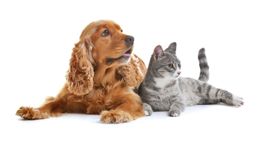 tiroides perros y gatos