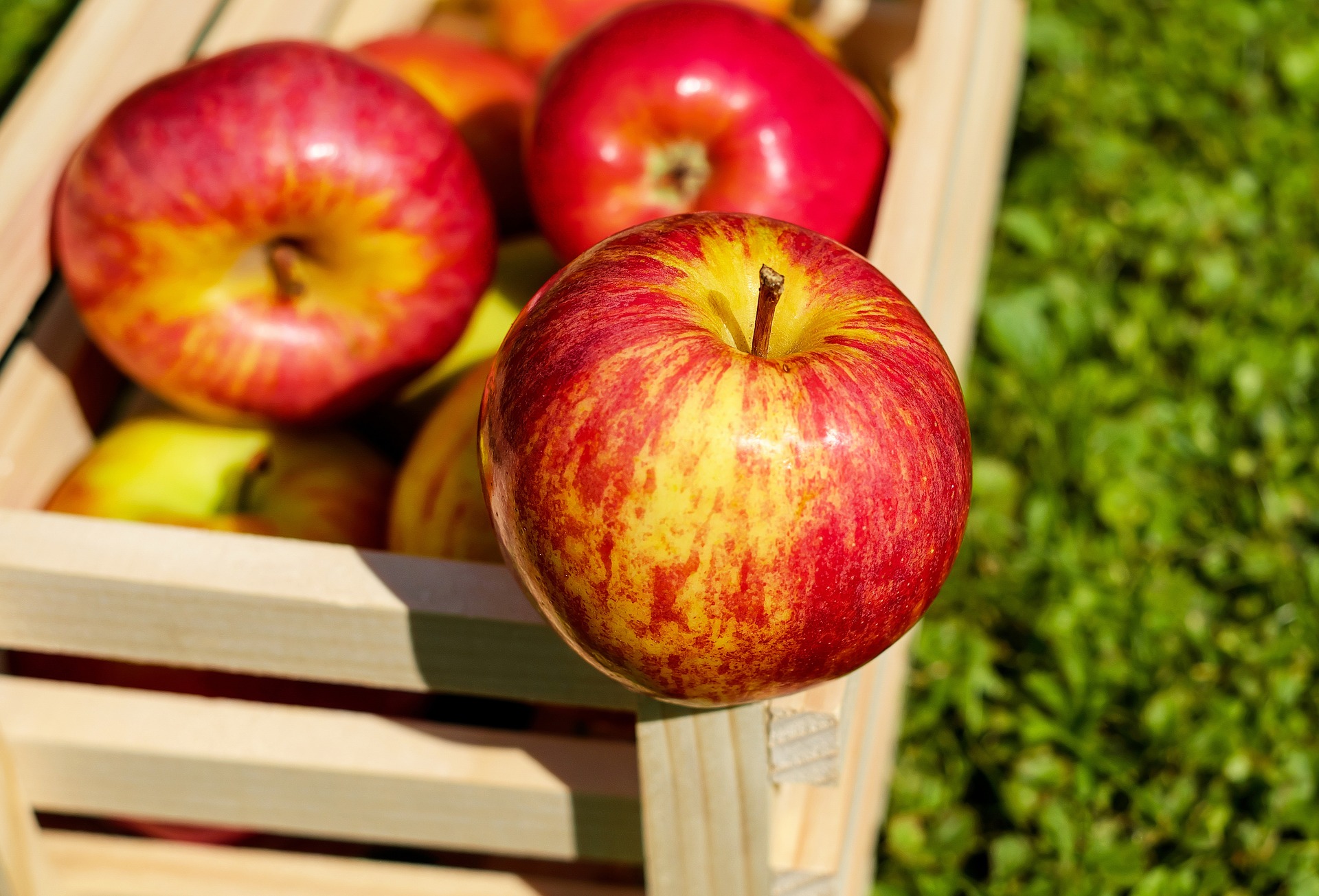 Las manzanas fueron enviadas entre el 16 y 21 de octubre.